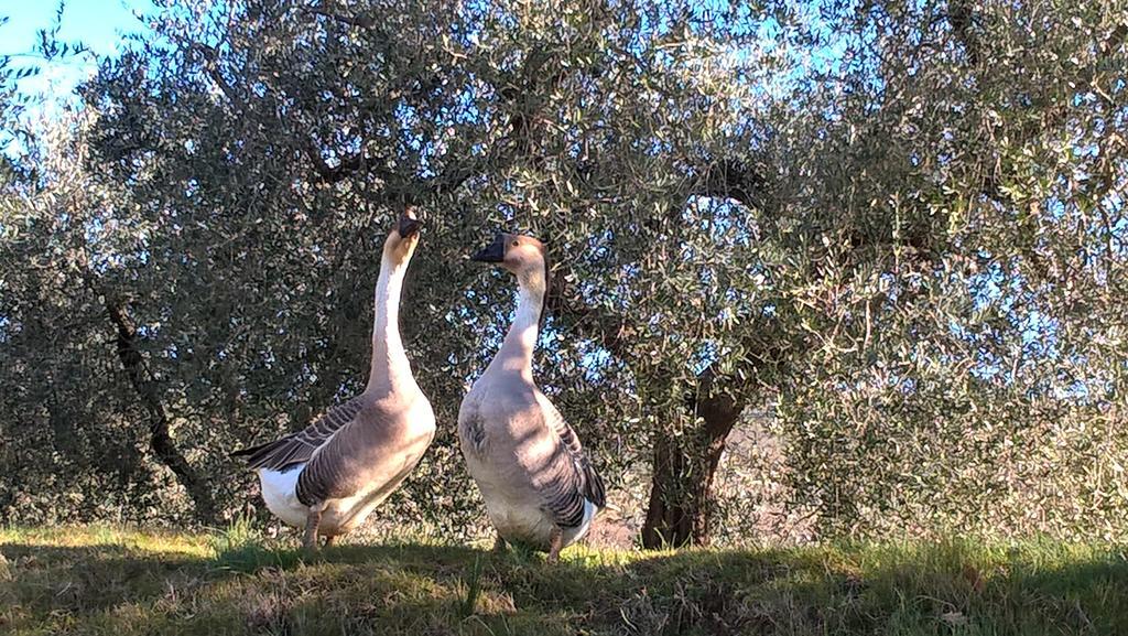 Piccolo Relais Galletto Di Marzo Spa E Relax Solo Per Due Paciano Exterior foto